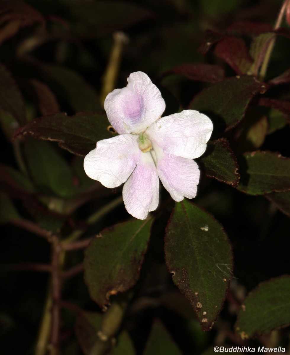 Impatiens henslowiana Arn.